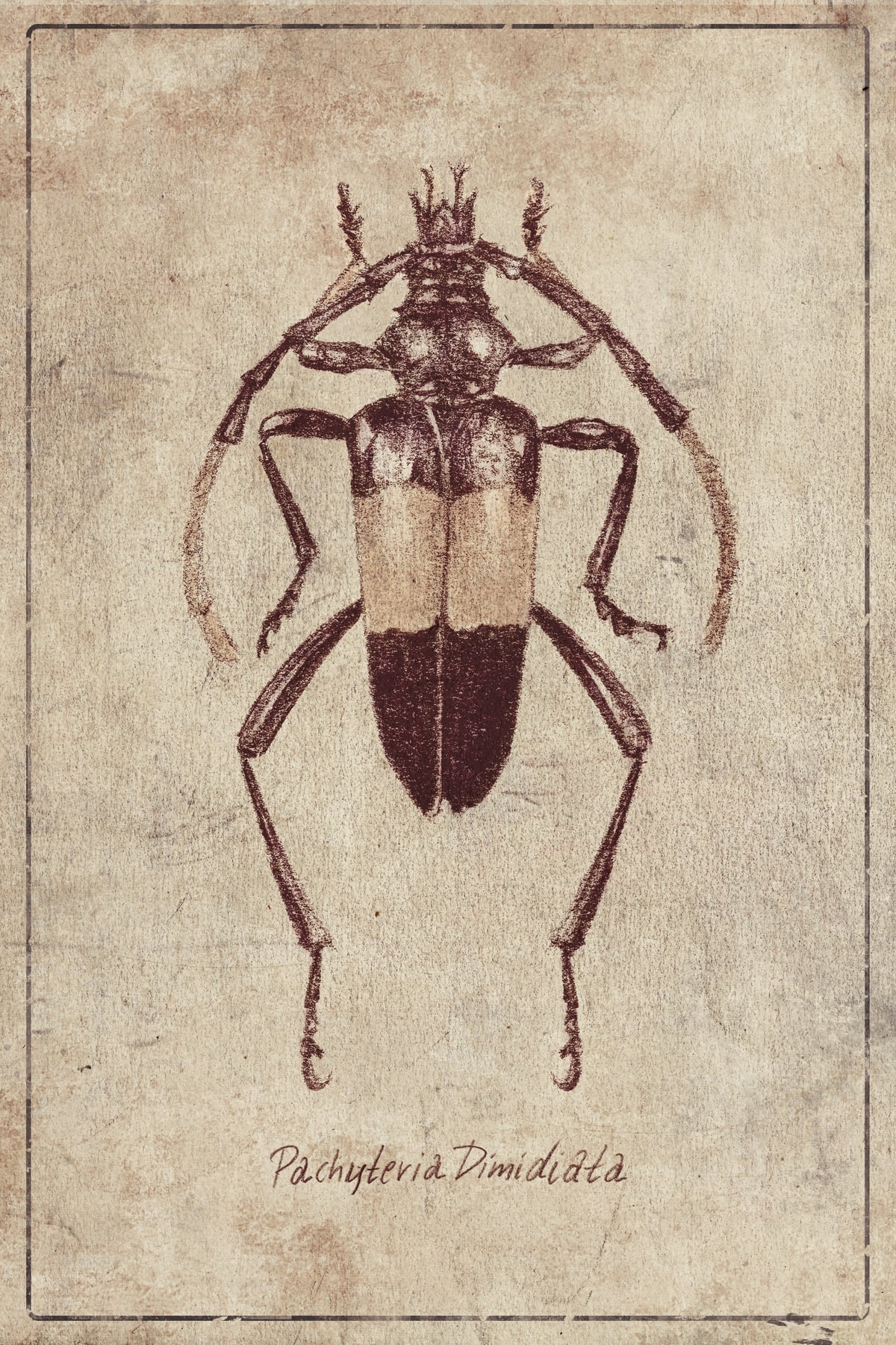 Pachyteria Dimidiata by Mike Koubou