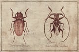 Dorysthenes Buqueti Paraleprodera Crucifera by Mike Koubou thumbnail
