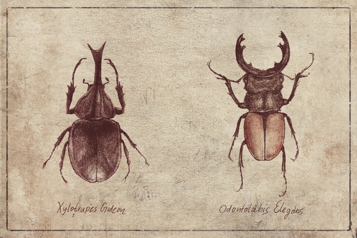 Xylotrupes Gideon Odontolabis Elegans by Mike Koubou