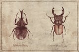 Xylotrupes Gideon Odontolabis Elegans by Mike Koubou thumbnail