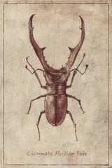 Cyclommatus Metalifer Finae by Mike Koubou thumbnail