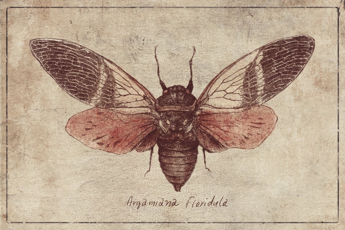 Argamiana Floridula by Mike Koubou