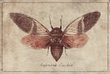 Argamiana Floridula by Mike Koubou thumbnail