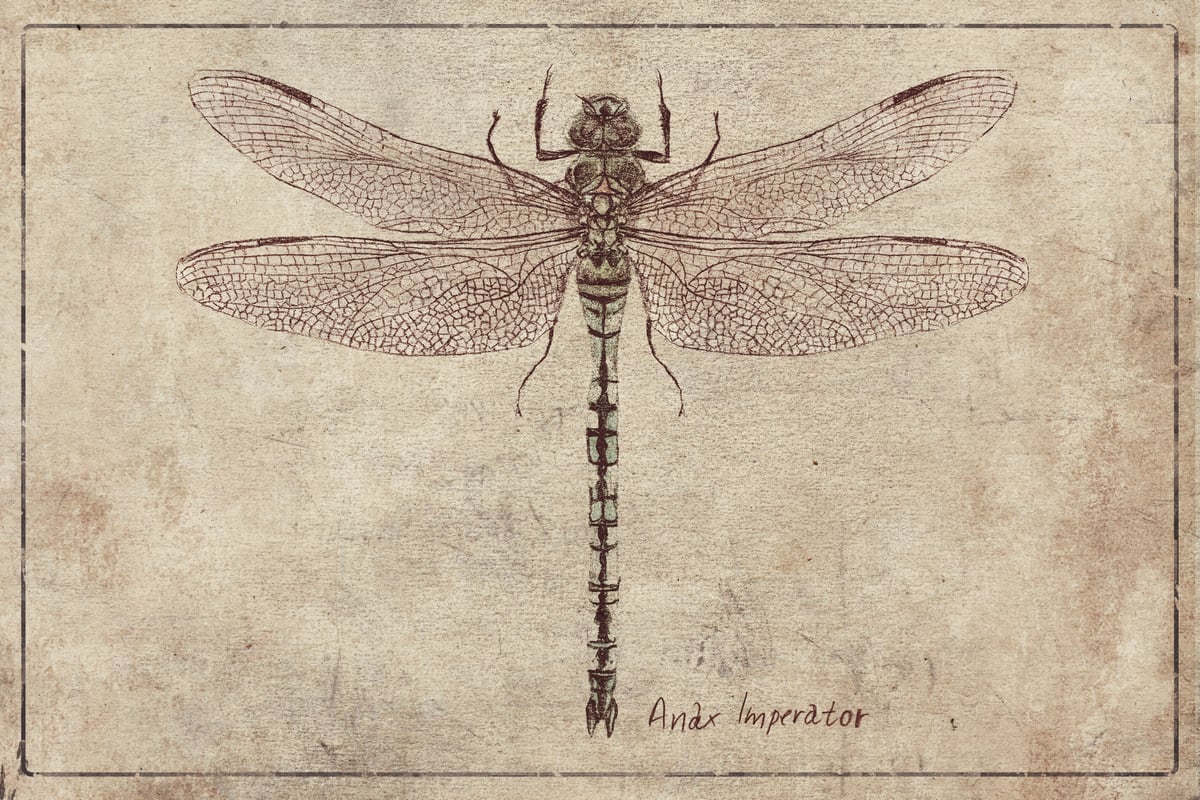 Anax Imperator by Mike Koubou