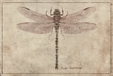 Anax Imperator by Mike Koubou thumbnail