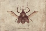 Cyrtotracheulus Dux by Mike Koubou thumbnail