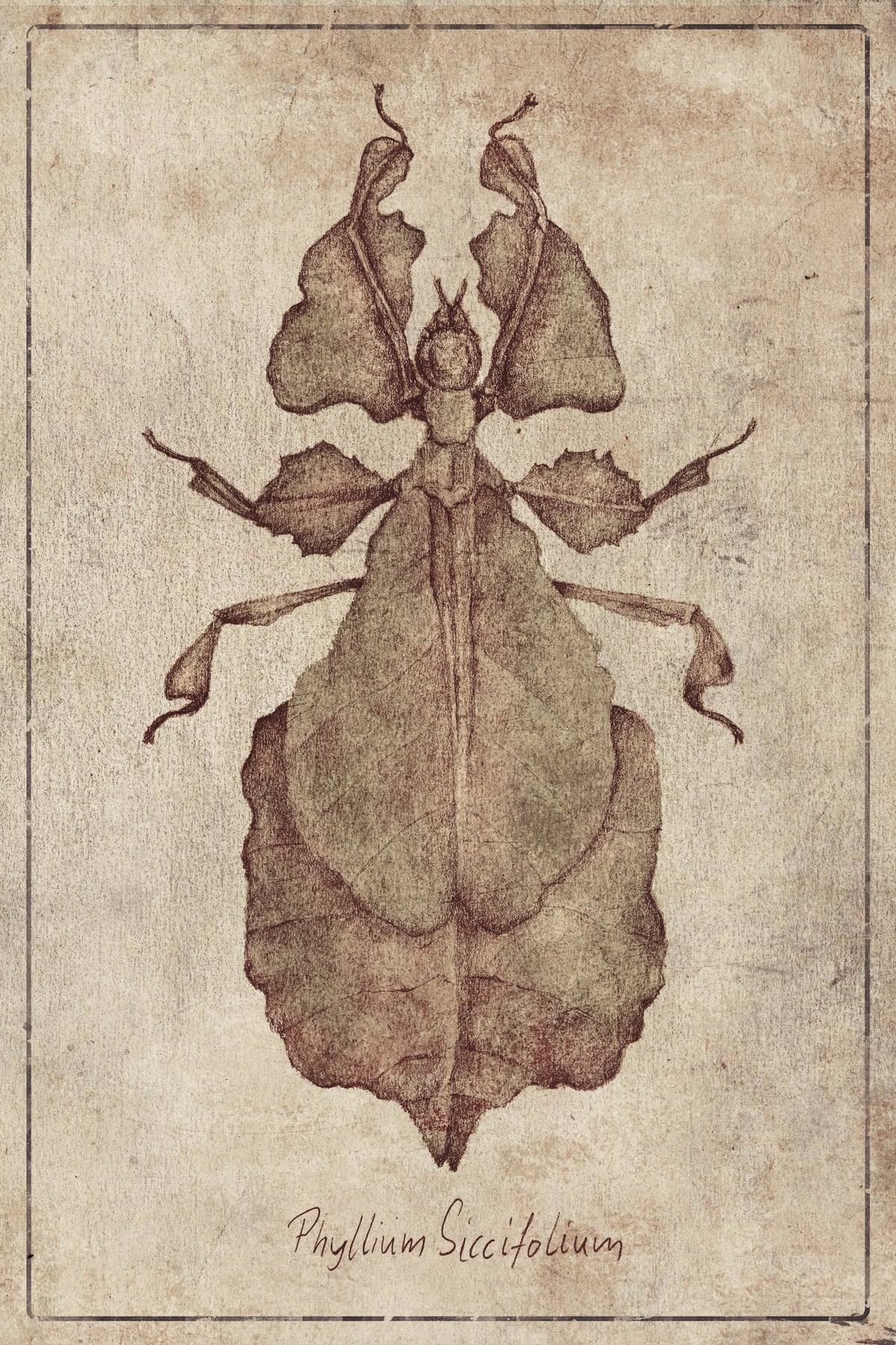 Phyllium Siccifolium by Mike Koubou