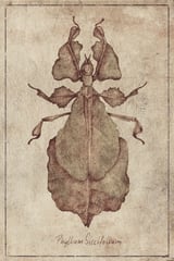 Phyllium Siccifolium by Mike Koubou thumbnail