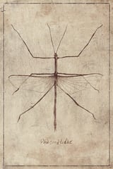 Phasmatidae by Mike Koubou thumbnail