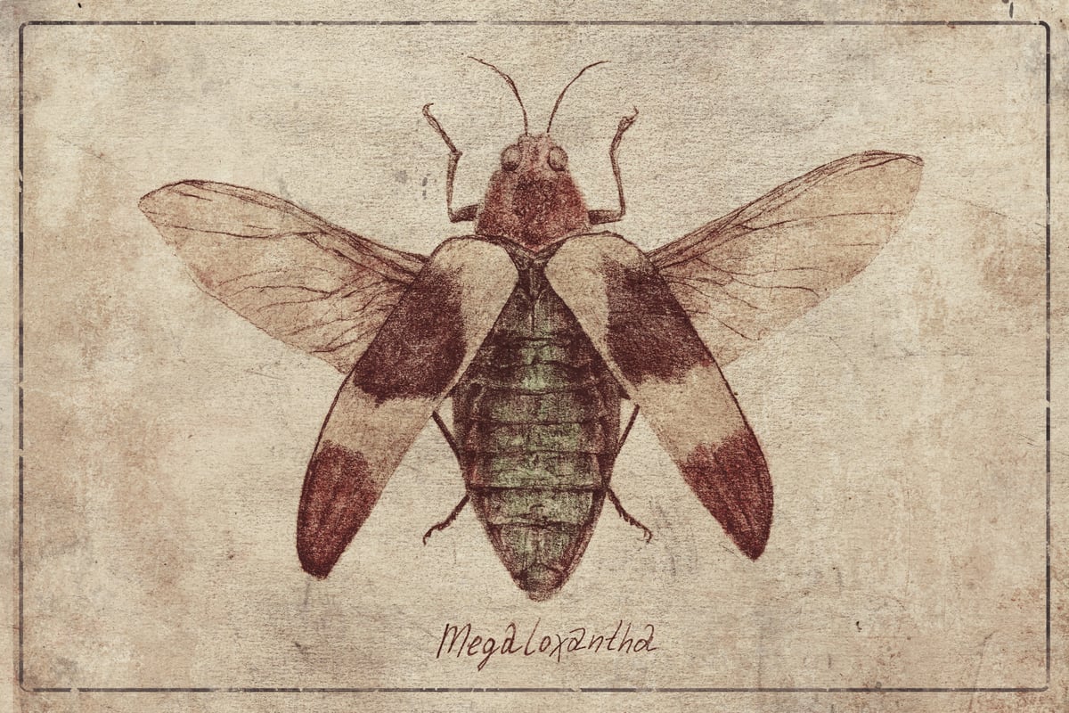 Megaloxantha by Mike Koubou