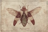Megaloxantha by Mike Koubou thumbnail