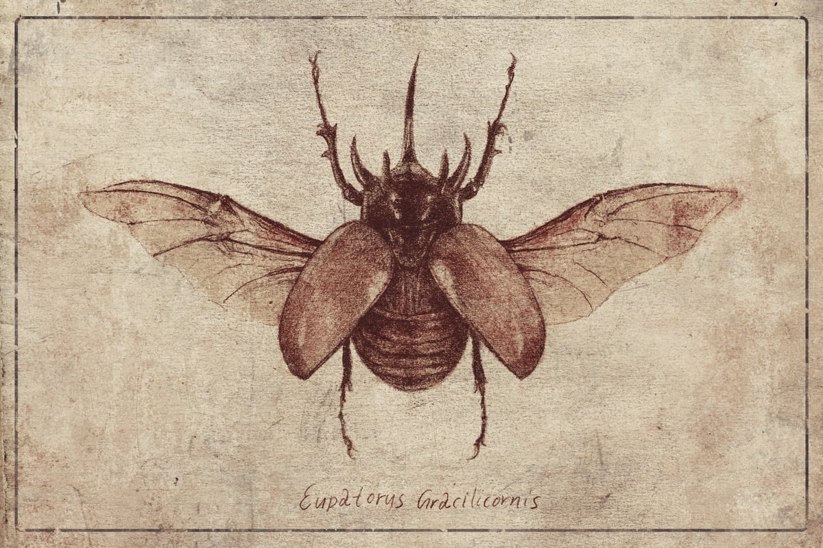Eupatorus Gracilicornis by Mike Koubou