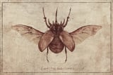 Eupatorus Gracilicornis by Mike Koubou thumbnail