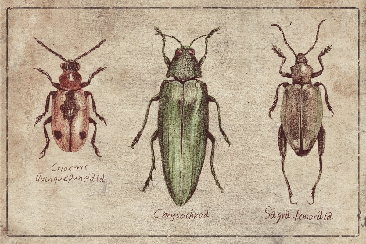 Crioceris Quinquepunctata Chrysochroa Sagra Femorata by Mike Koubou