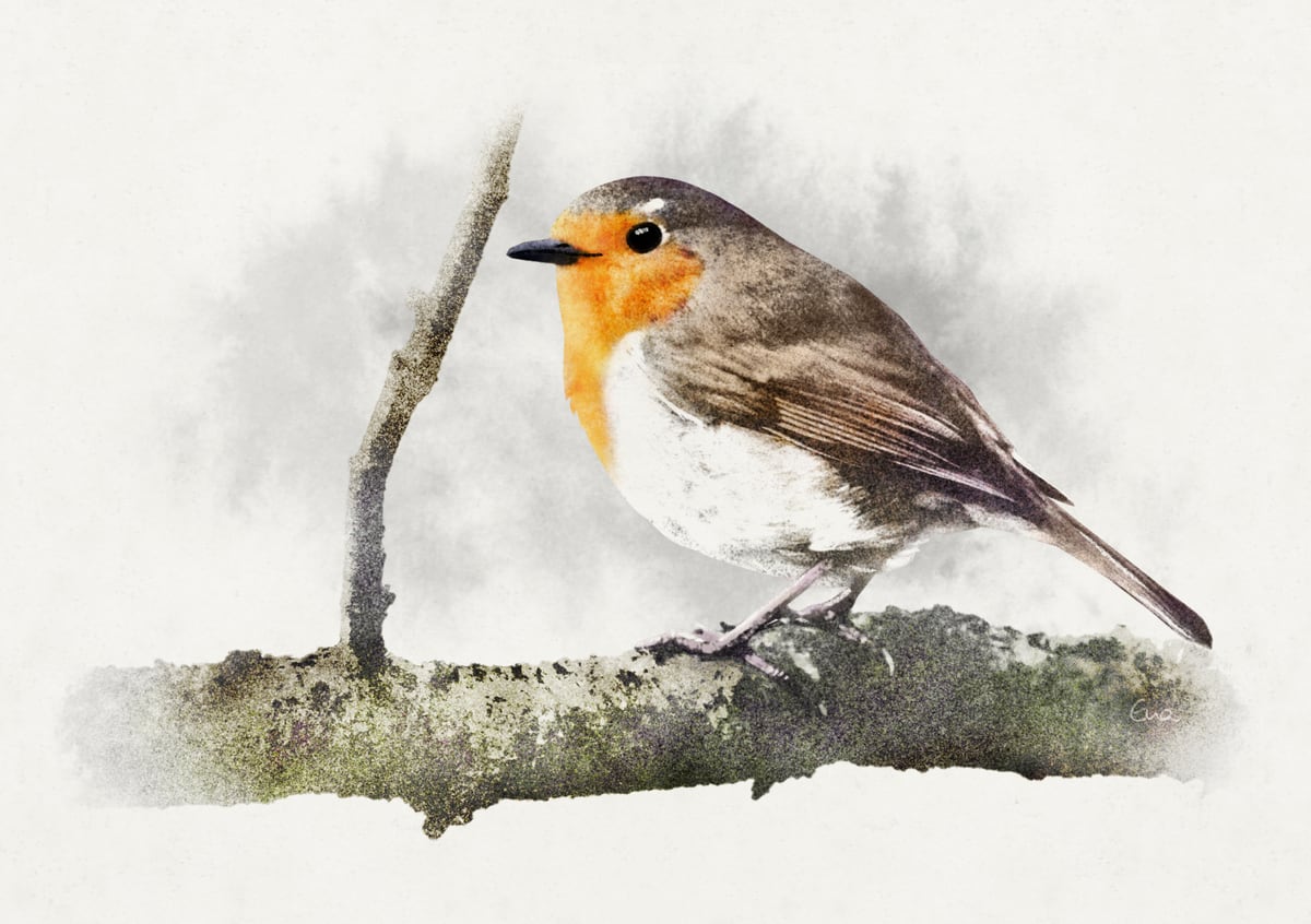 Robin by Eva