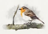 Robin by Eva thumbnail