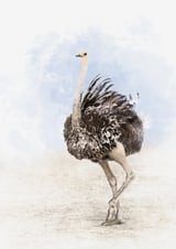 Ostrich by Eva thumbnail