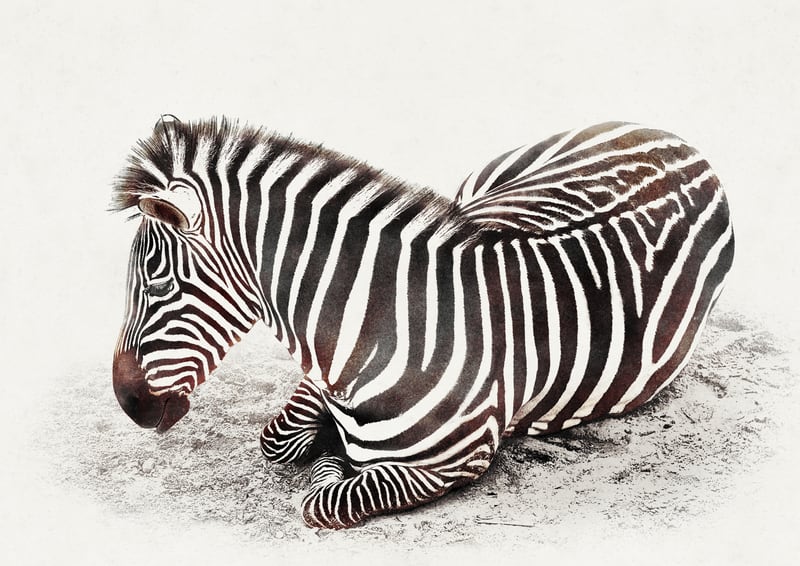 Zebra by Eva