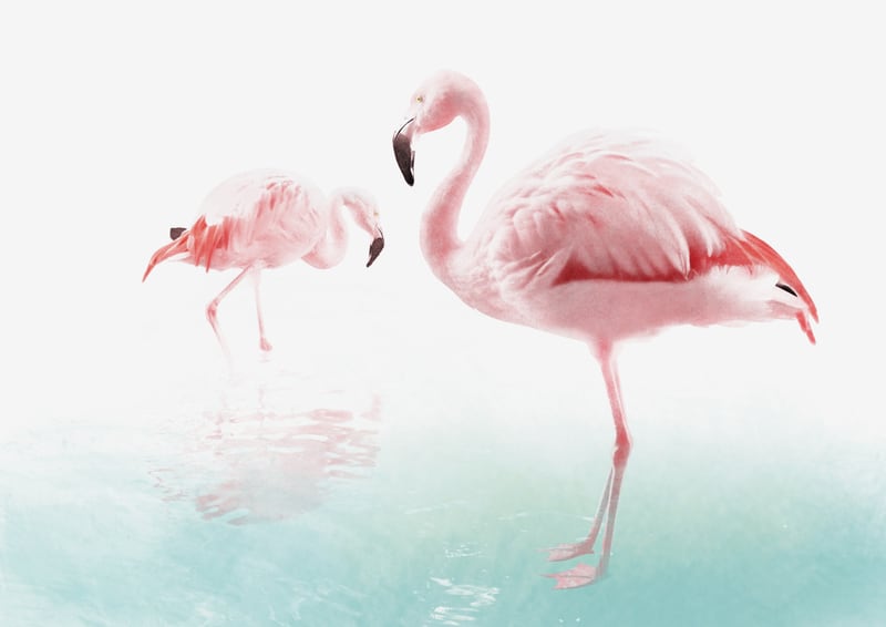 Flamingos by Eva
