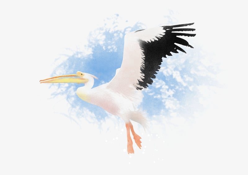 Pelican by Eva