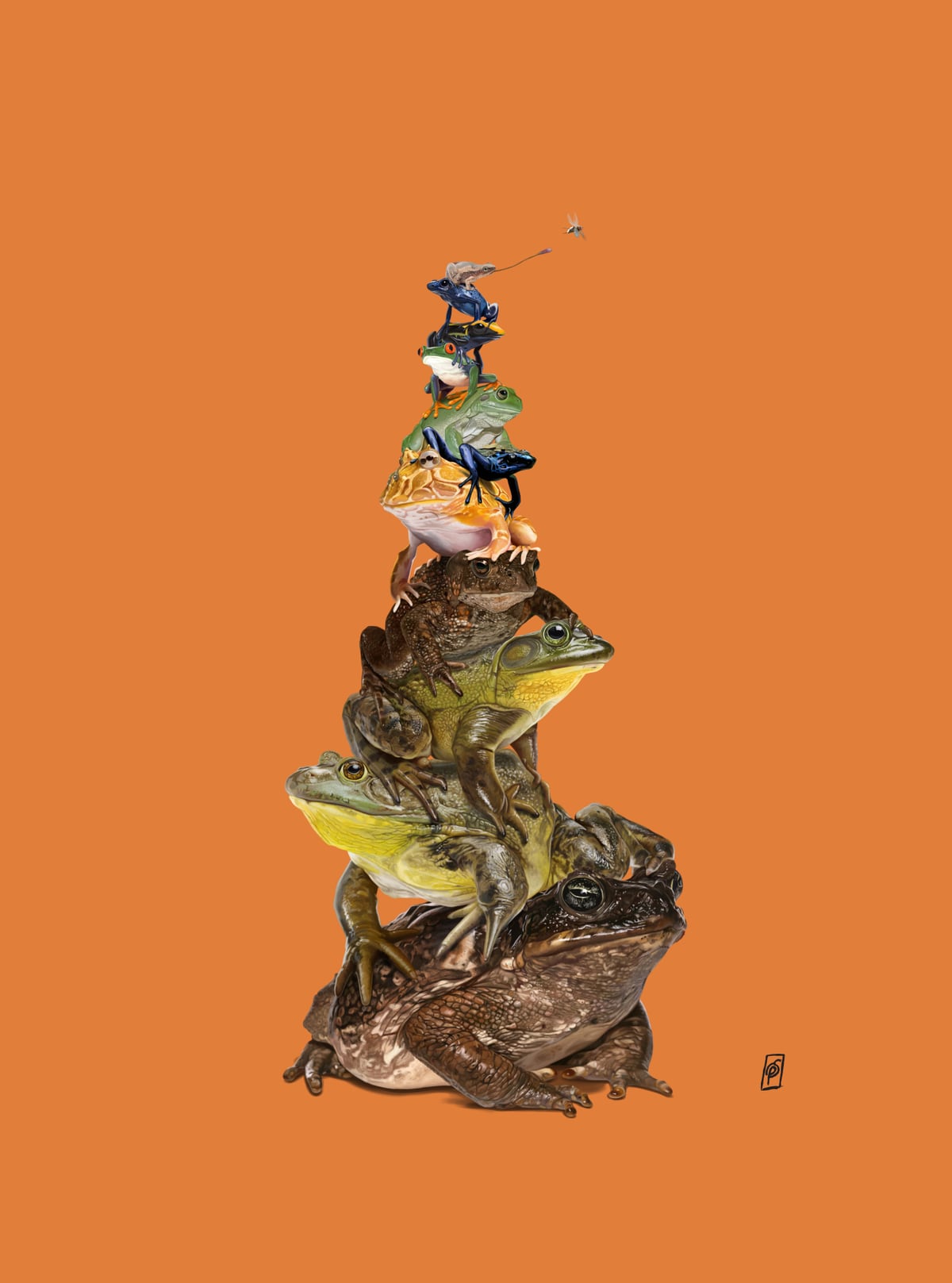 Toadstool (Colour) by Rob Snow