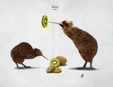 Kiwi (Titled) by Rob Snow thumbnail