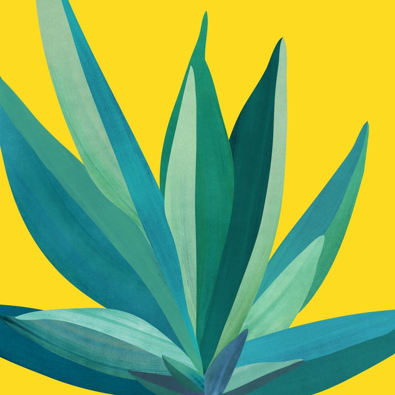Spring Cactus by Modern Tropical