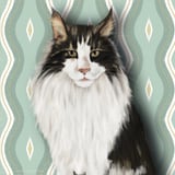 Cat 7: Django by Jennifer van der Meer thumbnail