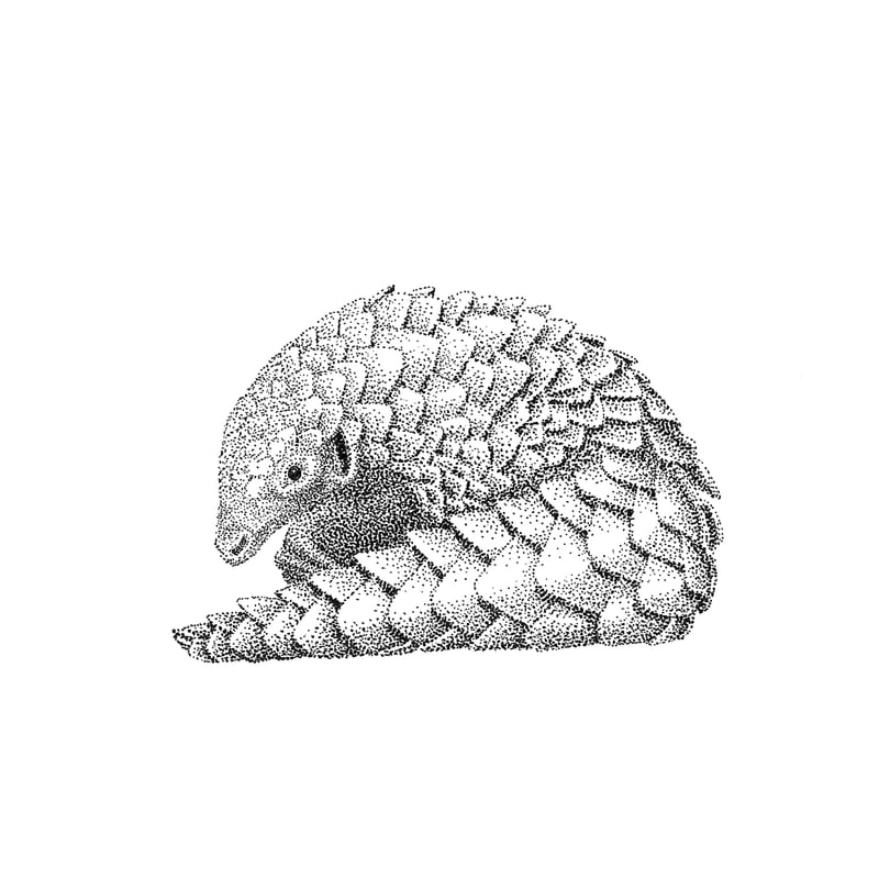 Pangolin by Blackscatter