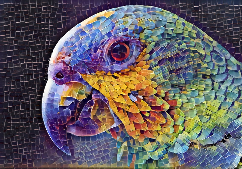 Parrot by Monica Amorim