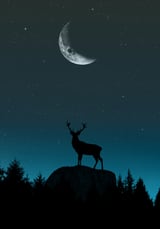 Wild Nature - Nocturne by Monica Amorim thumbnail