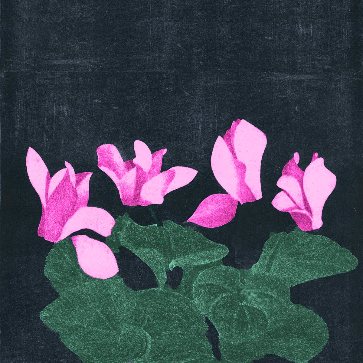 Cyclamen  by Anne