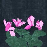 Cyclamen  by Anne thumbnail