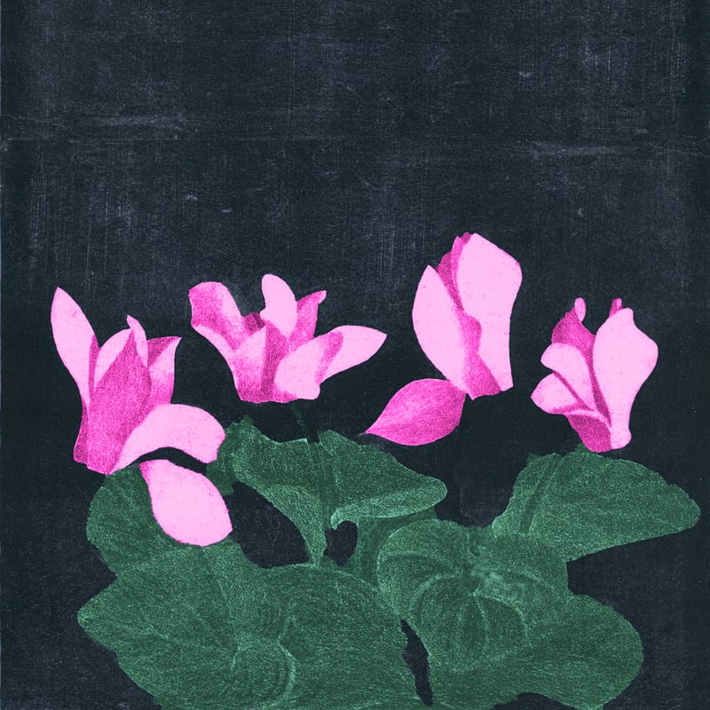 Cyclamen  by Anne