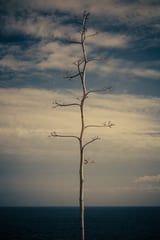 SEA AND TREE by DANIEL COULMANN thumbnail