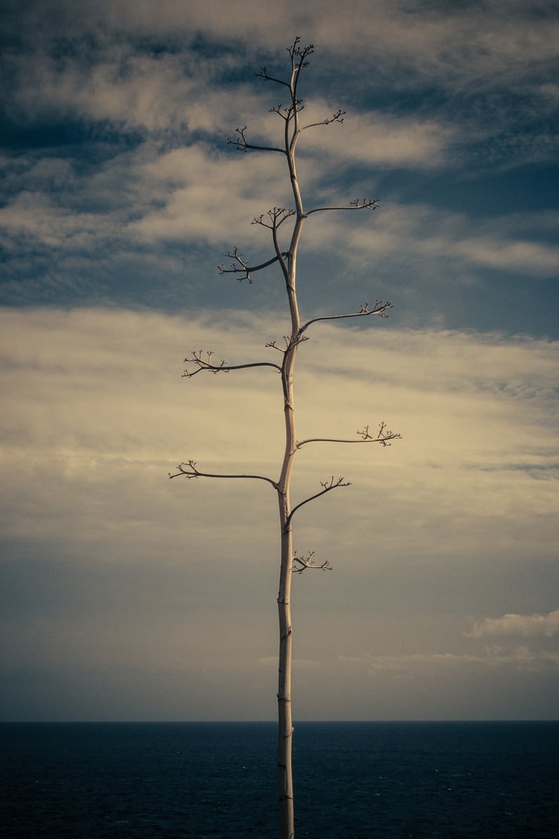 SEA AND TREE by DANIEL COULMANN