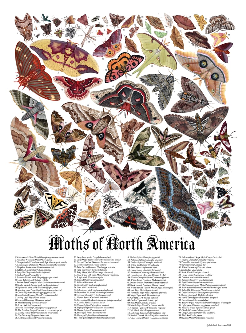 Moths of North America  by Jada Fitch