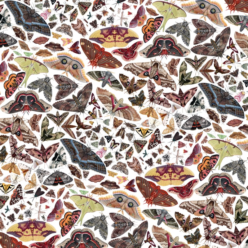 Moths of North America Pattern by Jada Fitch