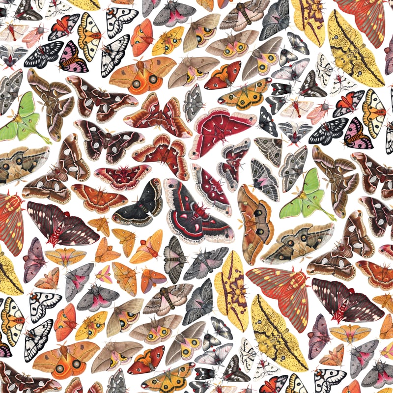 Saturniid Moths of North America Pattern by Jada Fitch