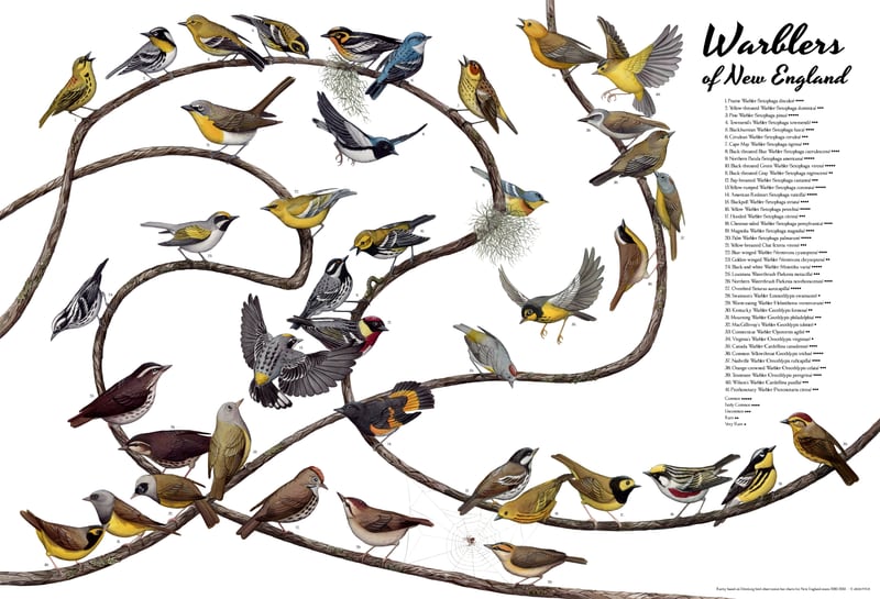 Warblers of New England by Jada Fitch