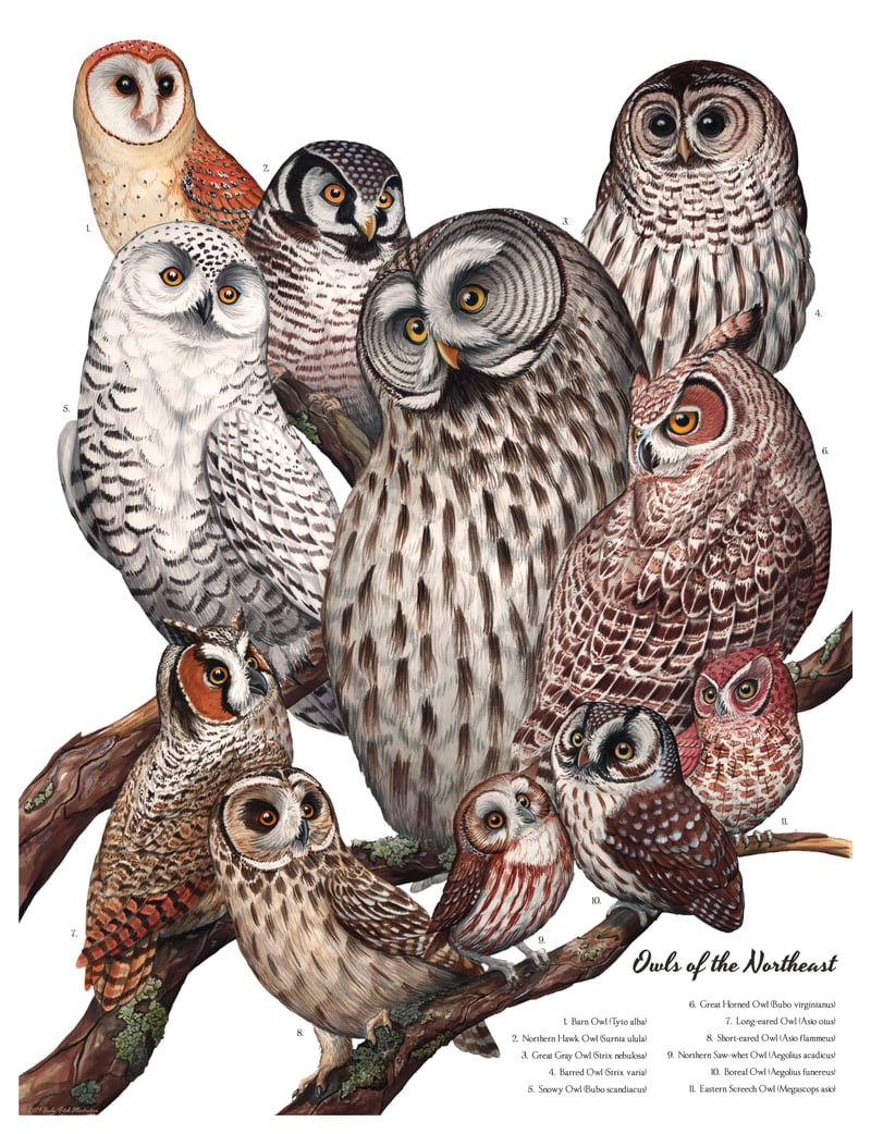 Owls Of The Northeast by Jada Fitch