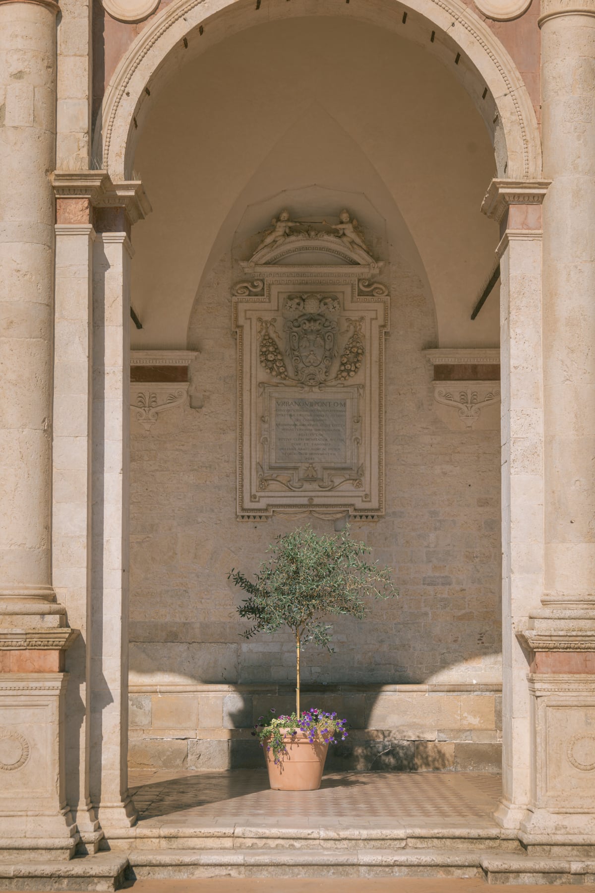Sacred Olive Tree at the Cathedral by Marika Huisman