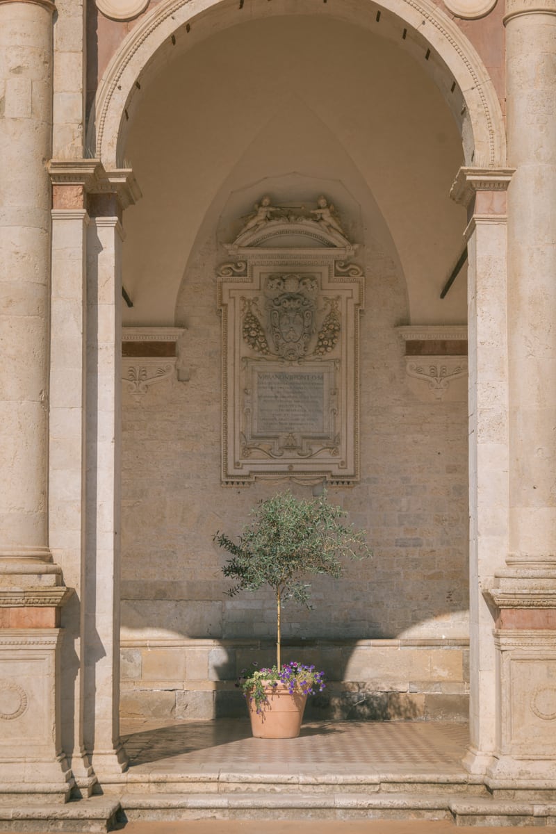Sacred Olive Tree at the Cathedral by Marika Huisman