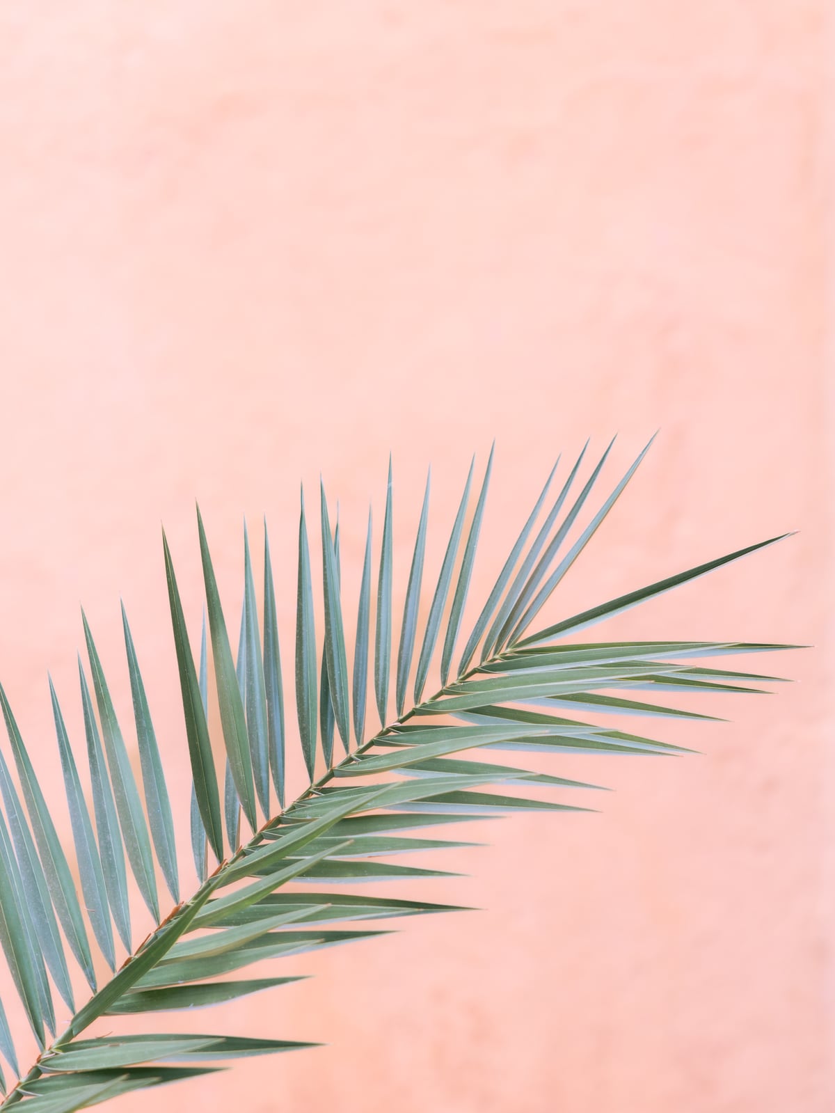 Pinky palm by Marika Huisman