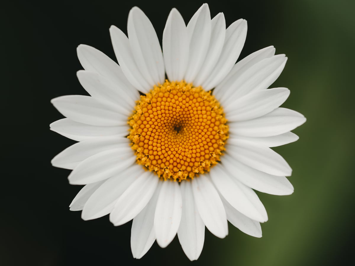 Close up of a daisy by Marika Huisman