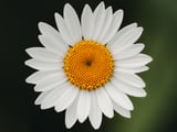 Close up of a daisy by Marika Huisman thumbnail