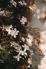 Pink flowers in the shadow by Marika Huisman thumbnail