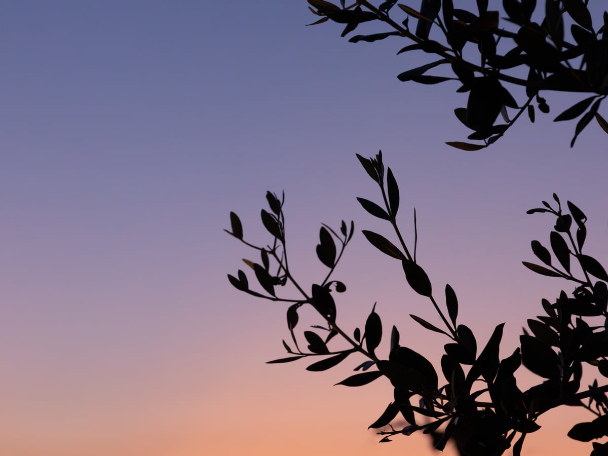 Silhouette of a tree against a colorful sky by Marika Huisman