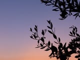 Silhouette of a tree against a colorful sky by Marika Huisman thumbnail