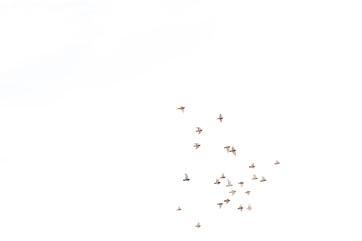 Free as a bird by Marika Huisman